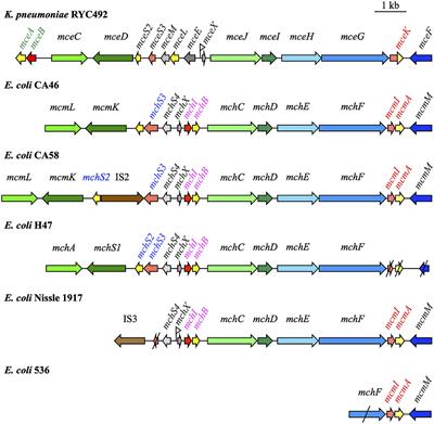 Siderophore-Microcins in Escherichia coli: Determinants of Digestive Colonization, the First Step Toward Virulence